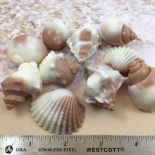 Shell Shaped Soap | 6 Shell Soaps | Shell Soap Set